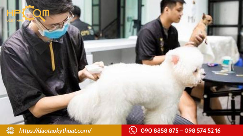 hoc-nghe-cham-soc-thu-cung